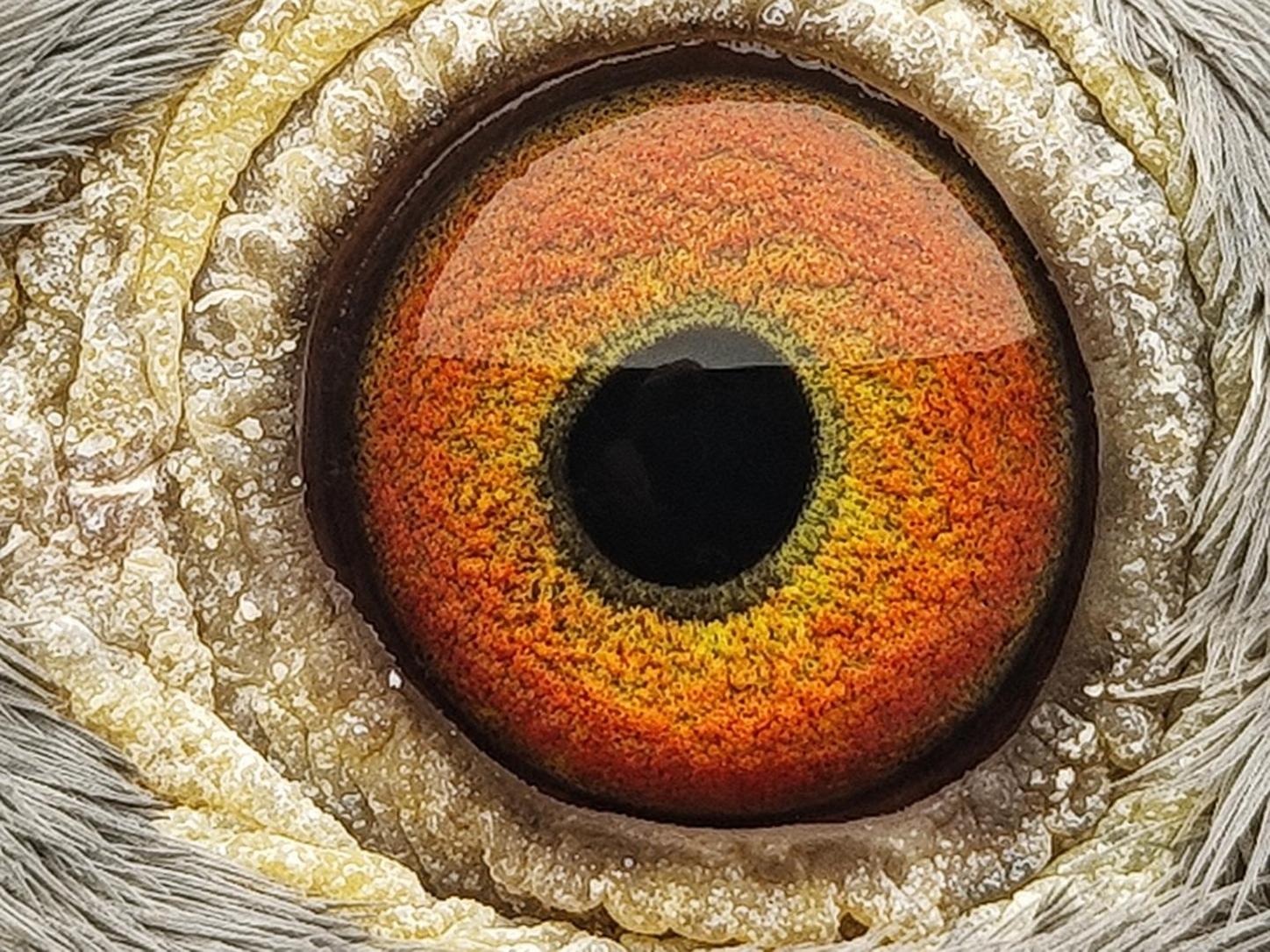 Pigeon eye